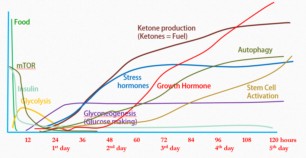 graph of hormone level changes during fasting